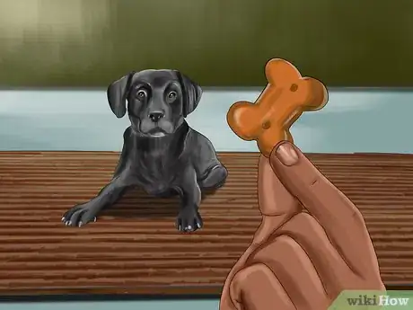 Image titled Take Pictures of Your Black Pet Step 5