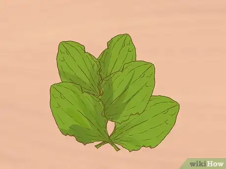 Image titled Harvest Plantain Leaves Step 3