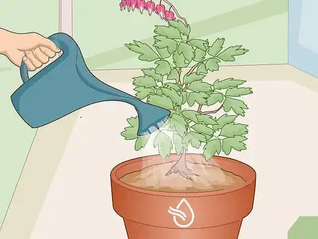 Image titled Care for a Bleeding Heart Step 17