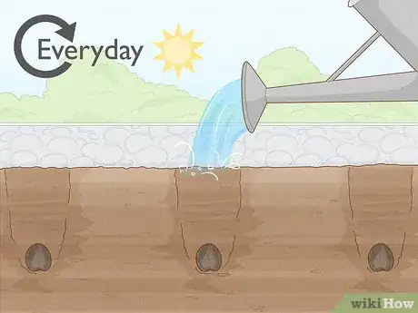 Image titled Plant Anemone Corms Step 11