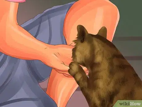 Image titled Socialize a Fearful Cat Step 4
