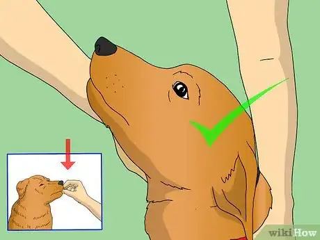 Image titled Train Your Dog to Shake Its Head Step 6