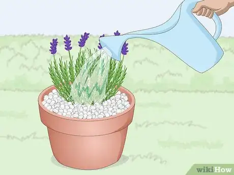 Image titled Plant Lavender in Pots Step 10