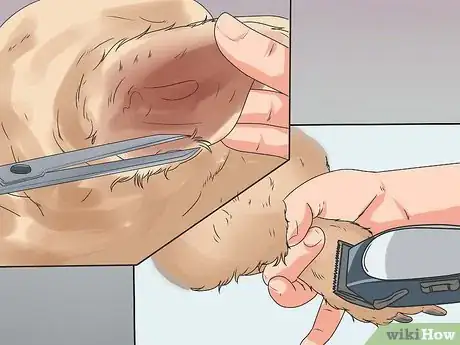 Image titled Get Your Golden Retriever to Shed Less Step 5