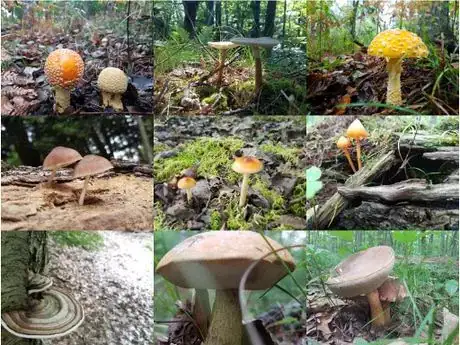 Image titled Cap shape