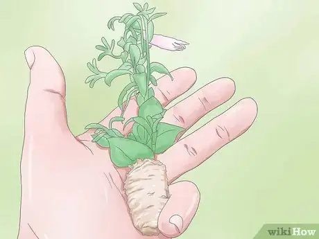 Image titled Deadhead Petunias Step 1