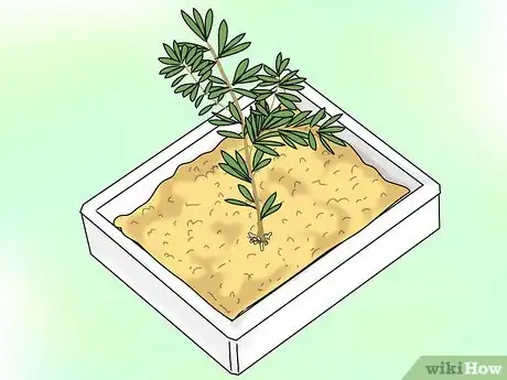 Image titled Propagate Grevilleas Step 7