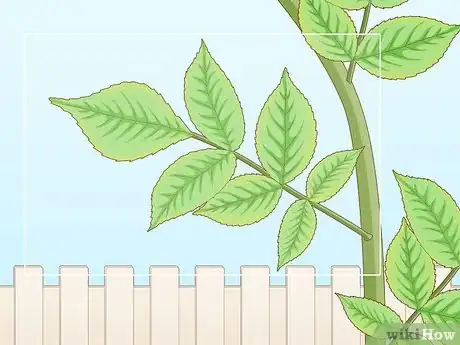 Image titled Identify Elderflower Step 5