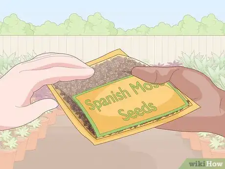 Image titled Grow Spanish Moss Step 1