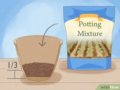 Image titled Force Daffodils Indoors Step 4