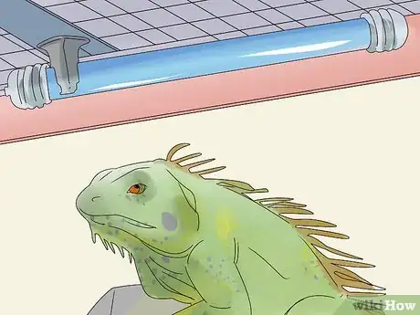 Image titled Buy an Iguana Step 15