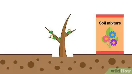 Image titled Grow an Ohia Tree Step 9