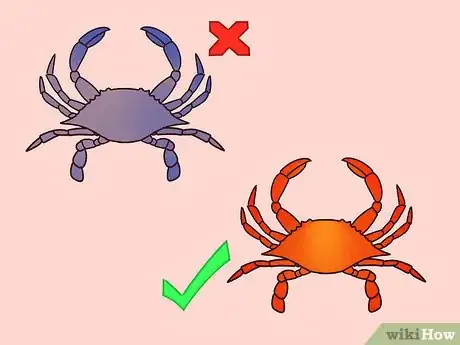 Image titled Eat a Maryland Blue Crab Step 8