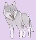 Draw a Wolf