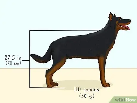 Image titled Identify a Beauceron Step 1