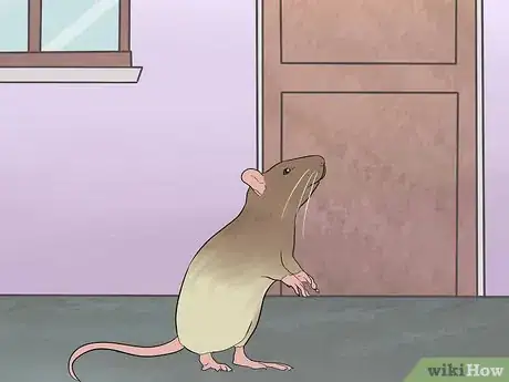 Image titled Train Your Rat to Do Tricks Step 5