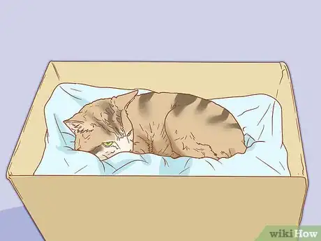 Image titled Tell if a Cat is Pregnant Step 6