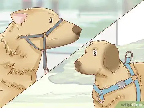 Image titled Train Your Dog to Walk or Heel Without a Choke Chain Step 1