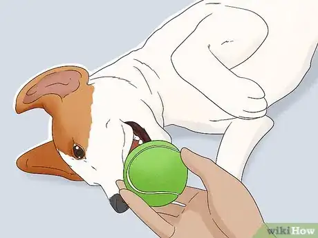 Image titled Identify a Parson Russell Terrier Step 13