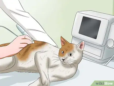 Image titled Diagnose Heartworm Disease in Cats Step 7