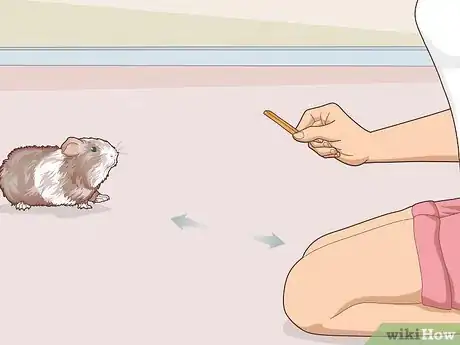 Image titled Teach Your Guinea Pig to Come when Called Step 17