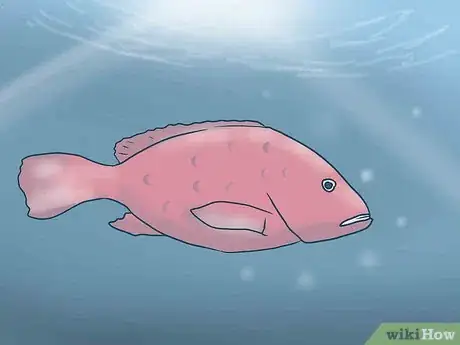 Image titled Catch Big Snapper and Grouper in Pensacola Bay Step 1