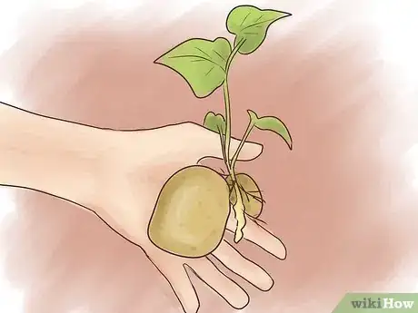 Image titled Grow Sweet Potatoes Step 20