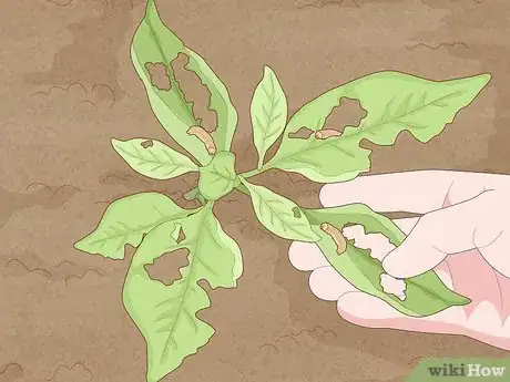 Image titled Identify Cutworm Damage Step 7