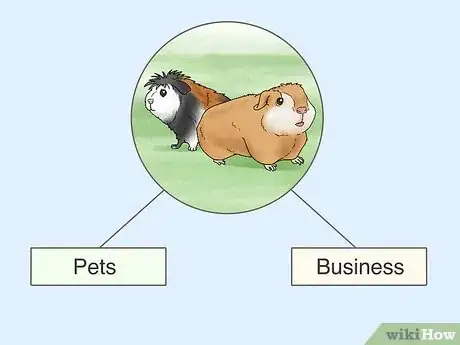 Image titled Choose a Guinea Pig for Breeding Step 1