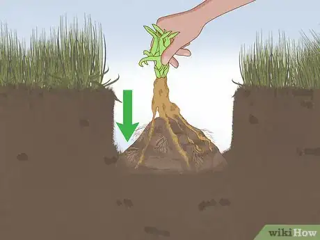 Image titled Plant a Shrub Step 14