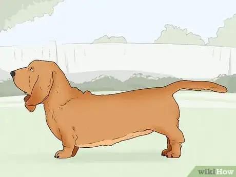 Image titled Choose a Dog Suitable for Your Climate Step 7