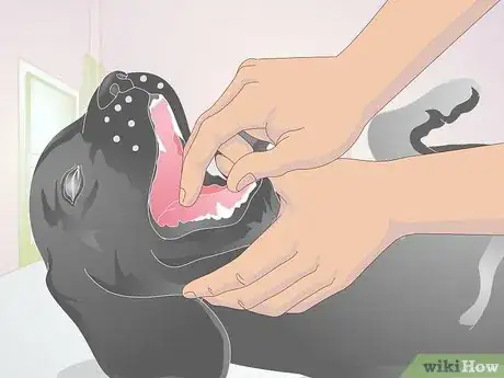 Image titled Perform CPR on a Dog Step 4