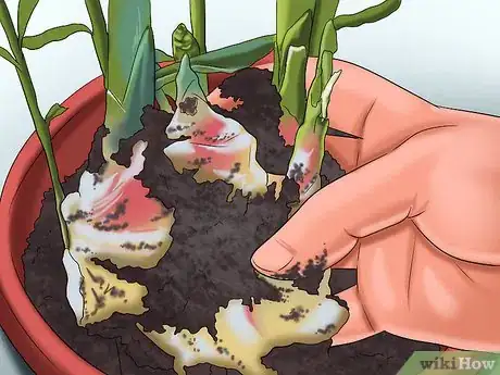 Image titled Grow Ginger in Your Garden Step 11