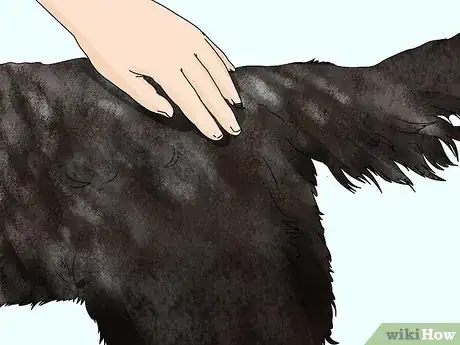 Image titled Identify a German Longhaired Pointer Step 8