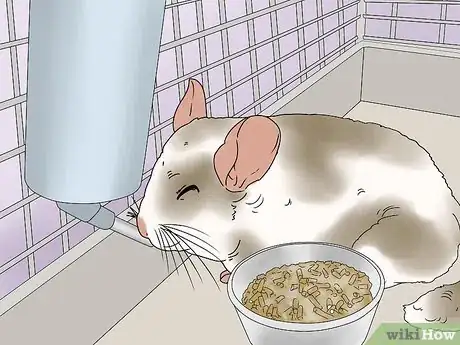 Image titled Manage Broken Bones in Chinchillas Step 7