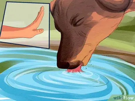 Image titled Take Your Dog to the Beach Step 10