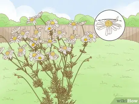 Image titled Harvest Chamomile Step 3