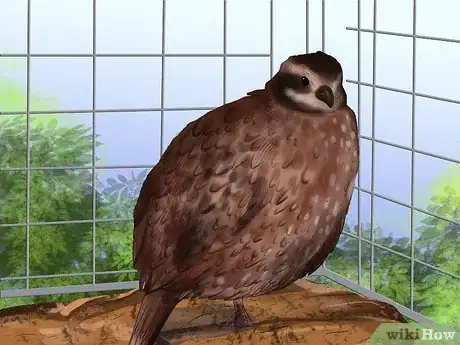 Image titled Treat Avian Pox in Button Quail Step 6