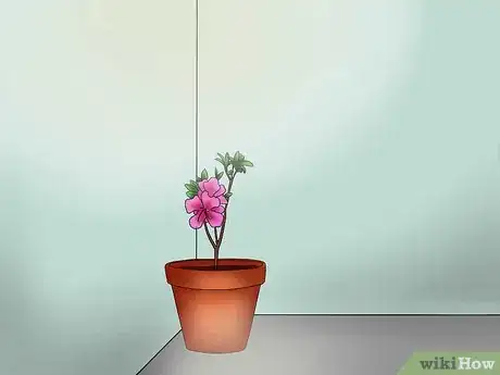 Image titled Care for Azaleas Step 14
