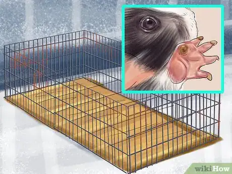 Image titled Prevent Skin Problems in Guinea Pigs Step 1