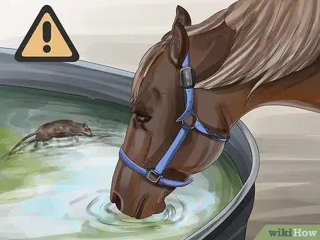 Image titled Prevent Botulism in Horses Step 2