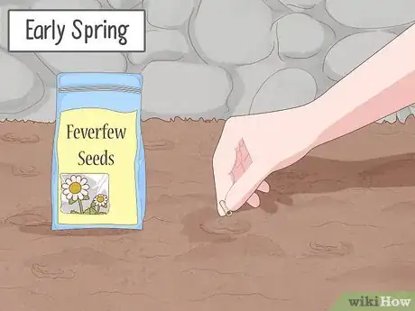 Image titled Grow Feverfew Step 5