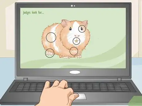 Image titled Prepare a Guinea Pig for Show Step 4
