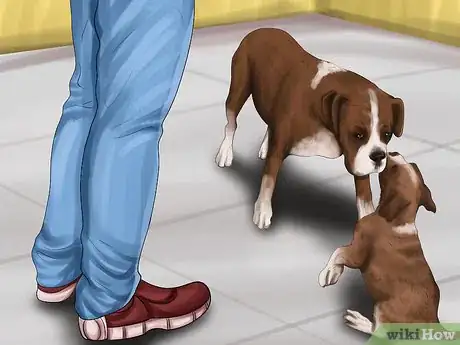 Image titled Determine Where to Get Your Dog Step 18