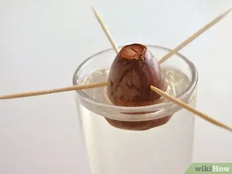 Image titled Grow an Avocado As a Houseplant Step 10