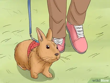 Image titled Care for a Polish Rabbit Step 12