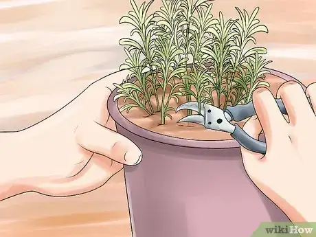 Image titled Divide a Lavender Plant Step 2