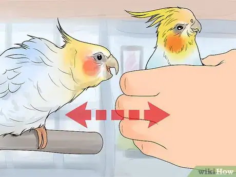 Image titled Keep Multiple Cockatiels Step 7