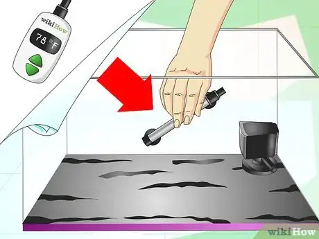 Image titled Make a Female Betta Community Step 9