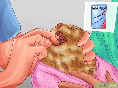 Image titled Treat Feline Stomatitis Step 3